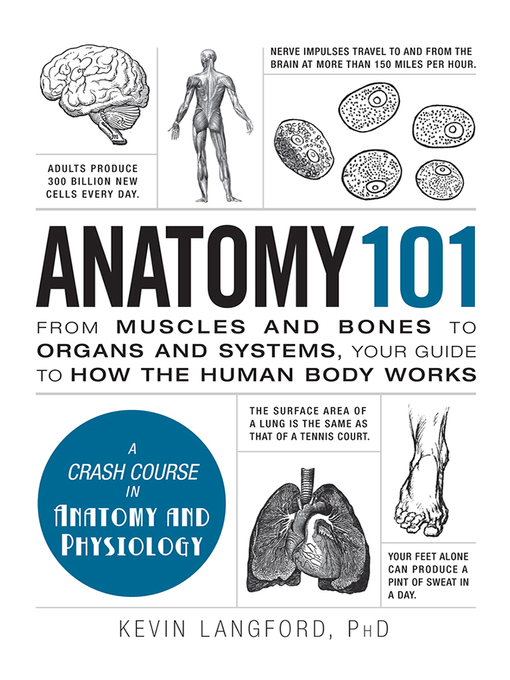 Title details for Anatomy 101 by Kevin Langford - Wait list